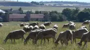 Après l'incendie de Carlencas, la Confédération paysanne réclame un soutien au pastoralisme