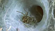 Araignée recluse du Chili identifiée pour la première fois en Europe au Portugal