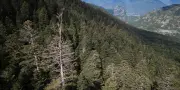 Arbres meurent plus en France à cause du dérèglement des saisons