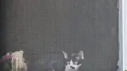 Ardèche : une famille d'accueil sauve plus de 40 chatons en trois ans