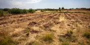 Arrachage des vignes en Occitanie : une transformation paysagère inédite