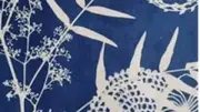 Ateliers cyanotype tout l'été à la Maison des Consuls