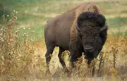 Attaque de bison à Yellowstone : un grand-père grièvement blessé