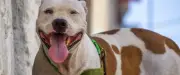 Attaque de chien à La Grande-Motte : le témoignage bouleversant de Sacha, 12 ans