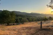 Attaque de loup dans le Var : une brebis tuée aux Adrets-de-l'Estérel