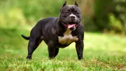 Attaque de pitbull sur une femme enceinte : le visage déchiqueté après 10 heures de chirurgie