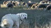 Attaquée et mordue à la fesse par un patou en montagne : elle témoigne