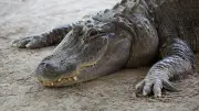 Attaque mortelle d'un alligator en Floride : une femme de 31 ans démembrée