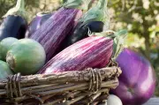 Aubergine : on dirait le Sud, un légume star de l'été