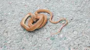 Australie : une cycliste mordue par un serpent brun oriental, deuxième plus venimeux au monde