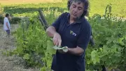 Balade ampélographique au Domaine Les Hospitaliers à Entre-Vignes