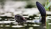Balade crépusculaire à Collias pour observer le castor du Gardon