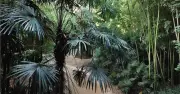 Bambouseraie en Cévennes : 170 ans d'un sanctuaire végétal unique en Europe