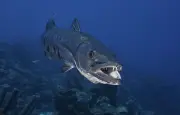 Barracuda attaque une adolescente : les bijoux en cause