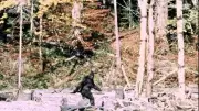 Bigfooters : enquête au cœur d'une communauté de passionnés