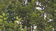 Canari échappé à Nîmes : l'émouvante tentative de sauvetage d'un enfant