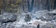 Canicule : 1 900 hectares brûlés à Fontainebleau, incendie fixé au Cap Fréhel