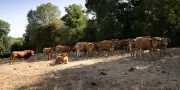 Canicule : 23 départements placés en vigilance orange jeudi, Gironde et Landes en vert à l'aube