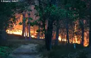 Canicule : 37 départements en rouge, incendies en Seine-et-Marne et Maine-et-Loire