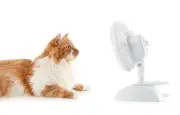Canicule : 7 erreurs à éviter pour protéger son animal