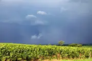 Canicule et grêle : le vignoble français face à des pertes records