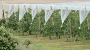 Canicule et sécheresse : un cocktail explosif pour l'arboriculture en Occitanie