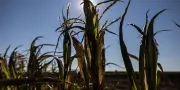 Canicule : incendie près de l'A6, 37 départements en vigilance rouge lundi