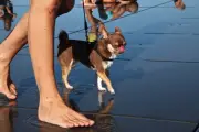 Canicule : la galère des propriétaires d'animaux de compagnie