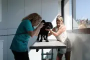 Canicule : les gestes essentiels pour protéger vos animaux