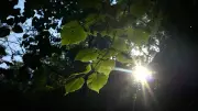 Canicule : l'Hérault reste en orange, la chaleur recule grâce aux orages