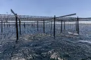 Canicule marine : hécatombe sous-marine dans l'étang de Thau
