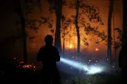 Canicule : plus de 1 900 hectares brûlés en forêt de Fontainebleau