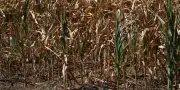 Canicule : sécheresse touche 99 départements, restrictions d'eau