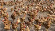 Canicule : un éleveur perd 600 poules et lance un appel aux dons