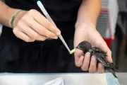 Canicules et centres saturés : année chaotique pour le martinet noir