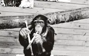 Canular artistique de 1964 : un chimpanzé exposé comme peintre abstrait