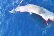 Carcasse de cachalot et requins filmés au large de Sanary
