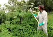 Ces envahisseurs qui colonisent déjà votre jardin