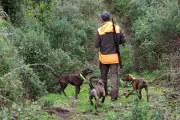 Chasse : 4 morts en 2025-2026, un plus bas historique