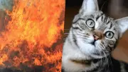 Chats utilisés comme torches vivantes par des pyromanes en Italie