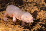 Chez le rat-taupe nu, la reine maintient son pouvoir à l'odeur