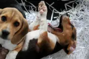 Chien enfermé dans une voiture en canicule à Six-Fours : le maître en garde à vue