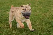 Chien gravement brûlé par le bitume en terrasse : le témoignage choc