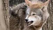 Chienne Destiny tuée par un loup en sauvant un enfant de 2 ans en Italie
