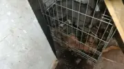 Chiens morts à Magalas : TerraTao partie civile au procès