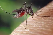 Chikungunya à Fréjus : risque faible mais vigilance maintenue