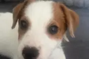 Chiot volé au Cannet : Birdy, Jack Russell de deux mois, disparaît de sa terrasse