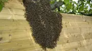 Chute de 8 mètres en tentant de déloger un essaim d'abeilles