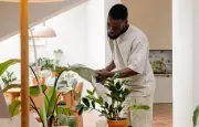 Cinq plantes increvables pour l'été : sansevieria, zamioculcas, aloe vera, arbre de jade, aspidistra