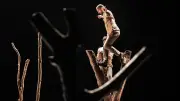 Cirque contemporain : « Pour Hêtre » au parc Charles-de-Gaulle à Balaruc